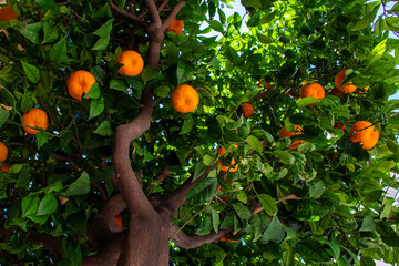 Oranges Hanging on a Tree in a Sunny Orchard During Afternoon Light Showcasing Nature's Bounty