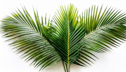 Obraz premium close up palm leaves isolated on white