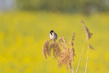 Reed Bunting Bird In Action On Reeds Against A Yellow Field