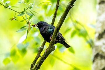 European Starling Holding Food In Beak For Chicks