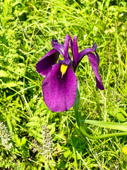 Beautiful purple iris in Akhlestyshev Bay on Russian Island in Vladivostok in summer