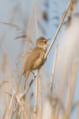 Great Reed Warbler Sings In The Reeds