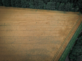 Aerial view of a golden grain field next to a dense forest, grain field, wheat in the municipality...