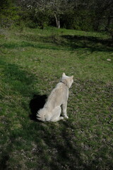 dog in the field, Akita