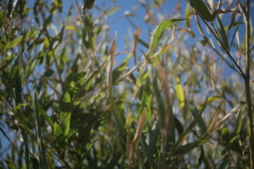 bamboo and sky