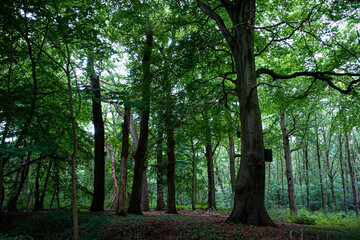 Dense forest with tall trees and lush foliage in shades of green, forests in the Oldenburg region...