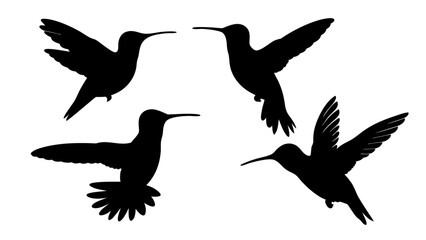 humming bird silhouette vector illustration on tranparent background