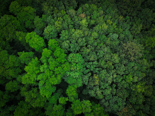 Aerial view of dense, green treetops of a forest, forests in the region around Oldenburg in June,...