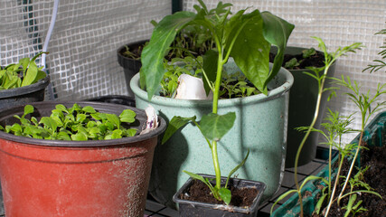 Vibrant potted greenery thrives in a cozy greenhouse, echoing urban homesteading vibes and World...