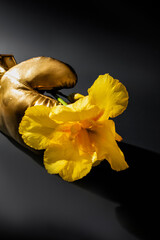 Golden boxing glove cradles vibrant yellow iris, symbolizing resilience and rebirth, echoing International Women's Day and Navruz festivities