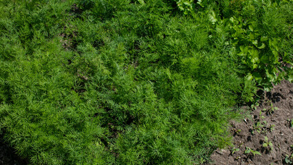 Lush dill foliage rustling in summer breeze, whispering secrets of midsummer potions and verdant...