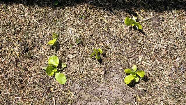 Sprouting lettuce plants emerge bravely through sunlit soil, celebrating Earth Day renewal and nurturing future harvest whispers
