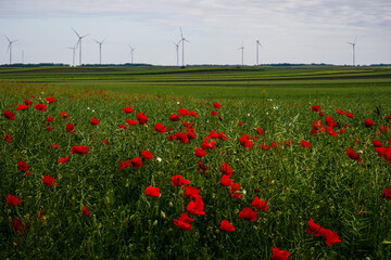 Poppy-strewn meadow dances beneath wind turbines, evoking Earth Day harmony and Beltane's vibrant...