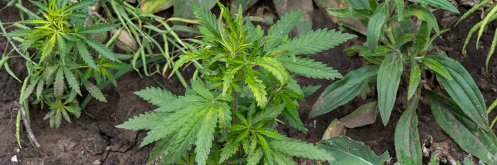Vibrant cannabis leaves bask in earthy soil, embodying nature's resilience, evoking themes of Green Week and Wellness Day