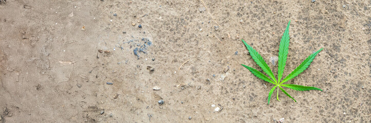 Solitary cannabis leaf on sunburnt earth whispers eco-conscious tales, celebrating National Hemp Day and the Green Festival