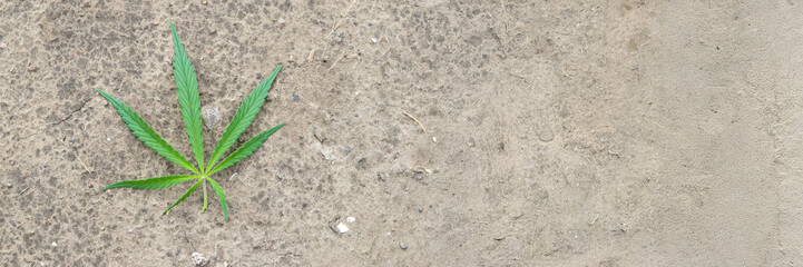 Solitary green cannabis leaf rests on weathered earth, evoking Earth Day tranquility and Harvest...
