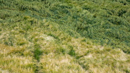 Whispering fields of lush barley sway like ocean waves, evoking Lughnasadh harvest, earth's verdant...