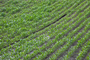 Verdant rows of young corn stretch like melodic staves, whispering tales of Lammas blessings and...