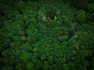 Lush, green treetops seen from the air, forests in the Oldenburg region in June, Lower Saxony,...