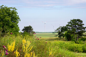 Goldenrod blooms sway beneath towering wind turbines, whispering tales of nature's renewal and...