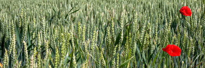 Verdant wheat fields sway with crimson poppies, invoking Imbolc whispers and midsummer's rustic, silent dance of abundance