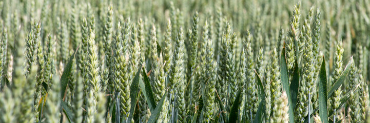 Verdant wheat field sways under midsummer's breeze, echoing Lammas festival whispers and ancestral...