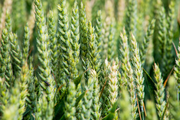 Verdant wheat spikes dance under the sun's embrace, evoking Lammas mysteries, fertile whispers of...
