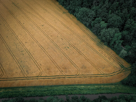 Golden grain field next to a forest, bird's eye view, grain field, wheat in the municipality of Hude (postal code 27798) in June, Lower Saxony, Germany