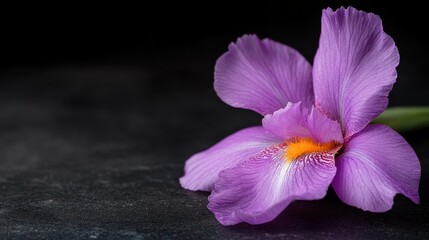 Fototapeta premium A stunning purple flower with delicate petals sits gracefully on a dark surface, capturing the essence of elegance and natural beauty in a minimalist presentation.