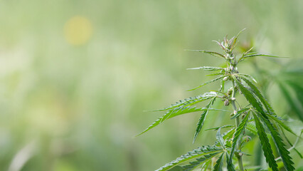 Young hemp plant dances in sunlit meadow, evoking euphoria of 420 celebrations and traditional Sensi weaving rituals