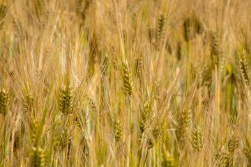 Golden barley sways under a sunlit whisper, celebrating Lammas harvest and ancient grain lore in...