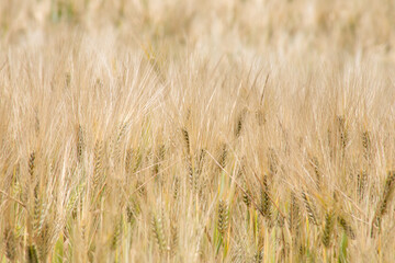 Golden barley field sways under summer's whisper, reminiscent of Lammas rituals and agrarian...