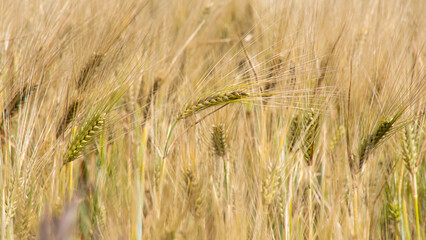 Golden barley sways under a hazy summer sun, invoking Lammas rituals, abundant harvest whispers,...
