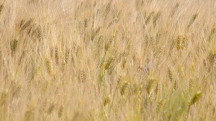 Golden barley whispers secrets of ancient harvest festivals, Lammas wheat fields, sunlit waves, and midsummer soliloquies