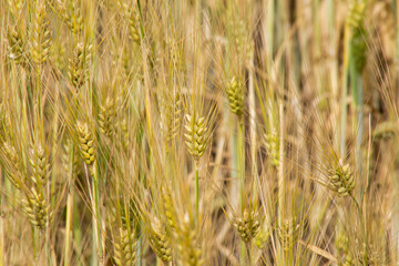 Golden wheat dancing in sunlit whispers, capturing essence of Lammas harvest festival and agrarian abundance amidst rustic serenades