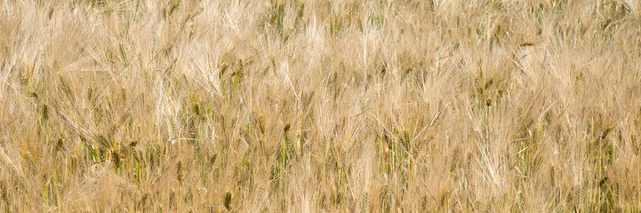 Golden barley field swaying in a honeyed breeze, evoking Lammas harvest lore and rustic tranquility rituals