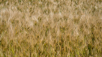 Golden barley whispers secrets of Lammas harvest, embracing agrarian rhythms and ancient Celtic autumnal celebrations