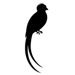 Elegant Silhouette of a Quetzal with Long Tail Feathers