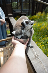 Close-Up of Lemurs Eating From a Bowl Held by a Hand