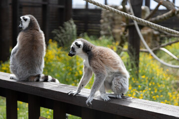 Ring-Tailed Lemurs Resting on a Wooden Fence in a Vibrant Outdoor Habitat