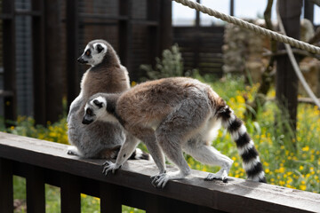 Ring-Tailed Lemurs Resting on a Wooden Fence in a Vibrant Outdoor Habitat