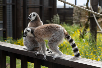 Ring-Tailed Lemurs Resting on a Wooden Fence in a Vibrant Outdoor Habitat