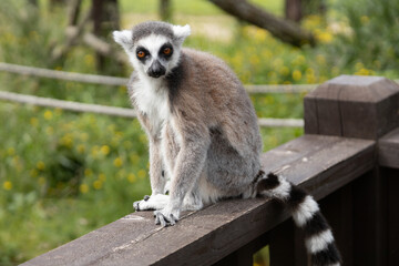 Fototapeta premium Captivating Lemur Sitting Outdoors Against a Vibrant Green Background