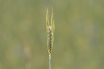 Close-Up of Ripened Wheat Ear Against a Soft Green Background
