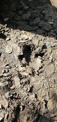 footprint of the pantanal jaguar, Mato Grosso do Sul, Brazil, city of Miranda, Miranda River, nature, outdoors
