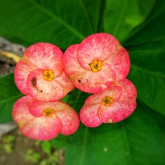 Close-up of a vibrant pink Euphorbia milii flower with spotted petals, capturing its vivid color and delicate texture in stunning natural detail.
