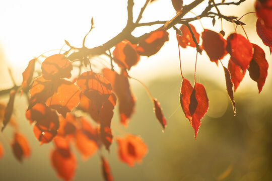 Vibrant red autumn leaves in golden morning light