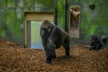 Closeup on a large western lowland male gorilla at the zoo