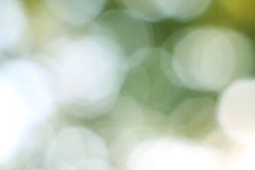 Abstract Light and Greenery Composition with Soft Hues and Bokeh