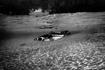 Greyscale view of a humboldt penguin in the aquarium